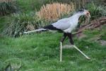 Secretarybird