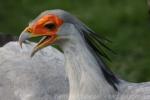 Secretarybird