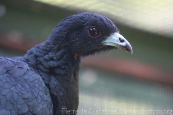 Wattled guan