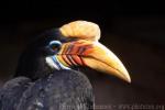 Knobbed hornbill