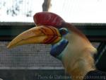 Knobbed hornbill