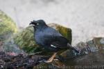 Crested myna