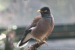 Common myna