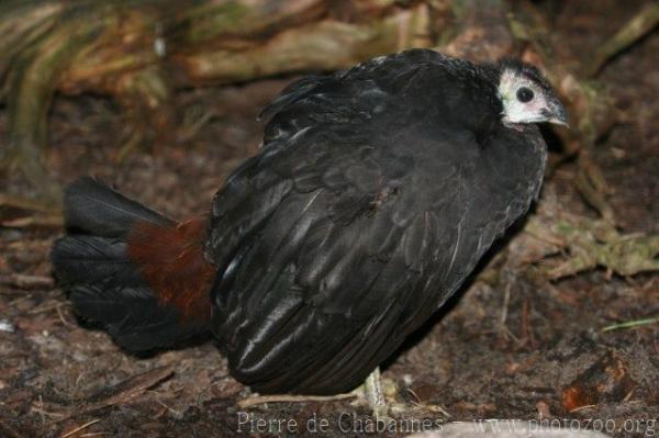 Wattled brush-turkey *