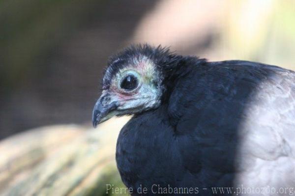 Wattled brush-turkey *