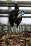 Wattled brush-turkey