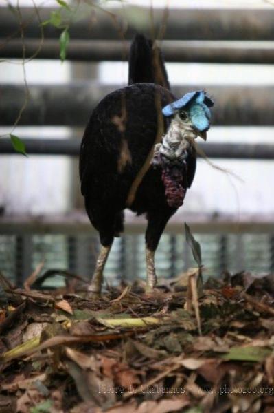 Wattled brush-turkey