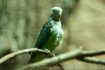 Grey-headed lovebird