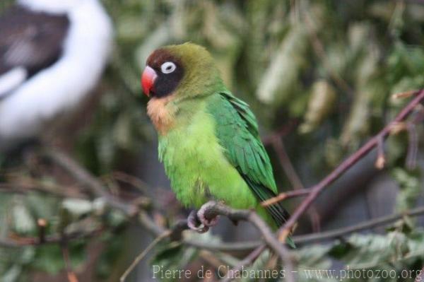 Black-cheeked lovebird