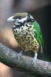 White-eared catbird