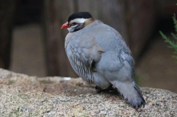 Arabian partridge