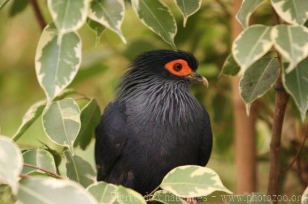 Madagascar blue pigeon