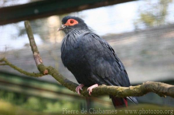 Madagascar blue pigeon