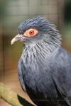 Madagascar blue pigeon