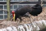 Australian brush-turkey