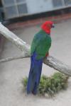 Moluccan king-parrot