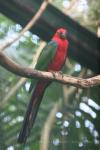 Moluccan king-parrot