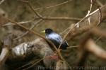 Black crake