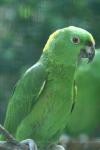 Yellow-naped amazon