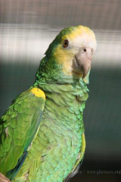 Yellow-shouldered amazon