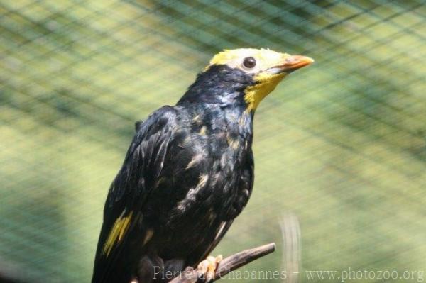 Golden-crested myna