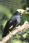 Golden-crested myna