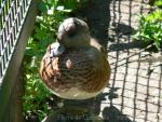 American Wigeon *