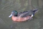 Chestnut teal