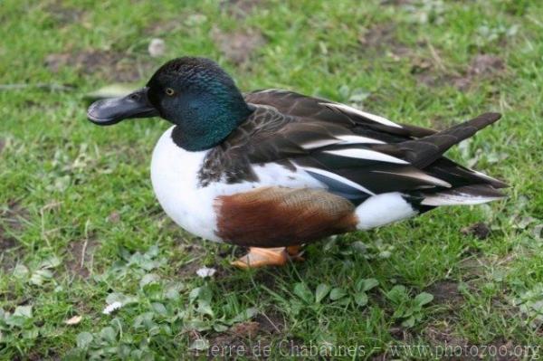 Northern shoveler