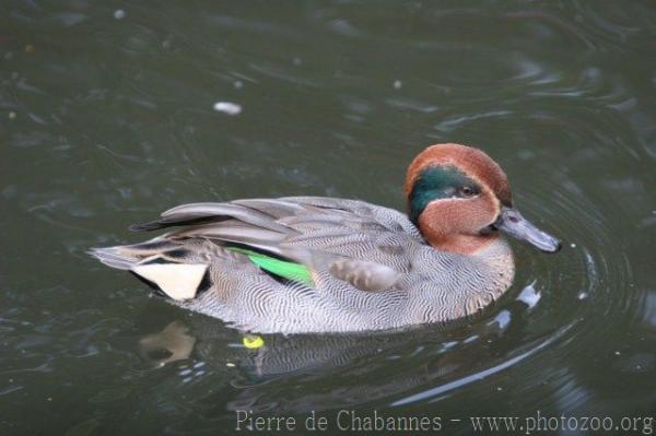 Common teal