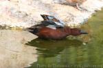 Cinnamon teal