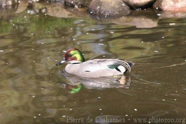 Falcated duck