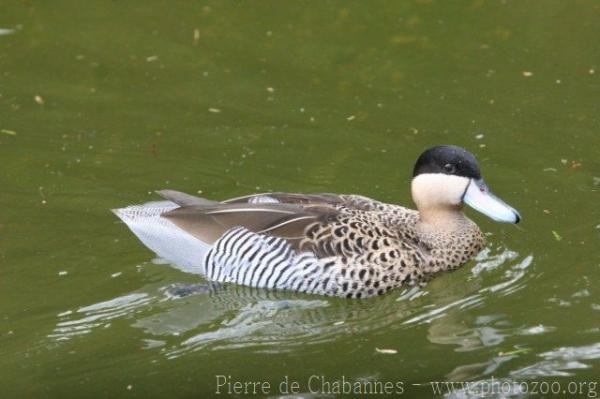 Puna teal