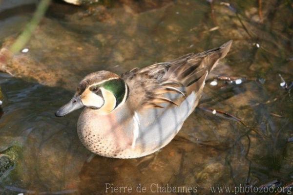 Baikal teal