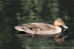 Philippine duck