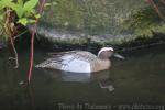 Garganey