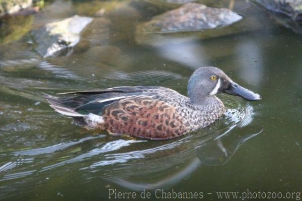 Australian shoveler