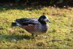 Chiloe wigeon