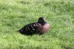 African black duck