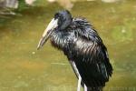 African openbill