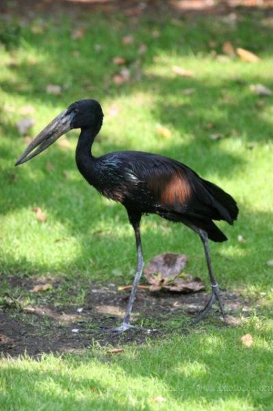 African openbill