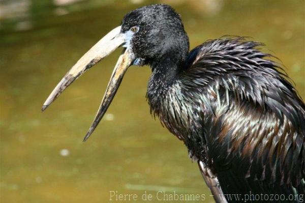 African openbill