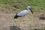 Asian openbill