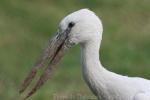 Asian openbill