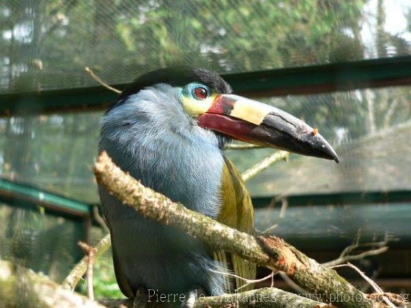 Plate-billed mountain-toucan *