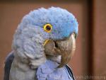 Hyacinth macaw