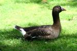 Lesser white-fronted goose