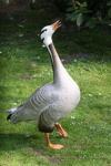 Bar-headed goose