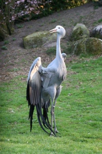 Blue crane