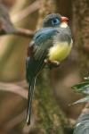 Sumatran trogon *